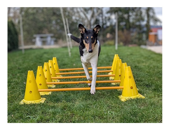 Cavaletti Training für Hunde