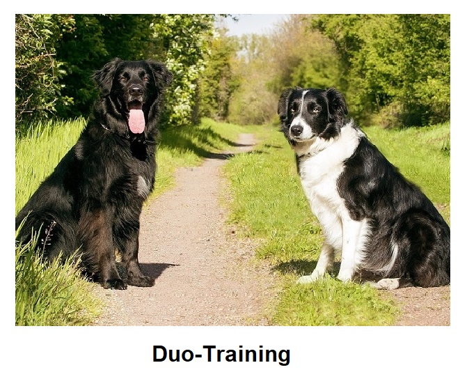 Duo-Training