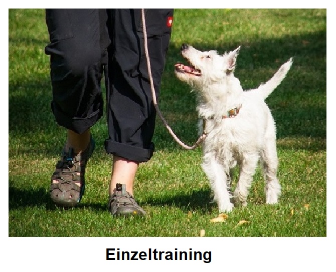 Welpen-Einzeltraining