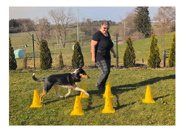 Hundefitness Cavaletti Training