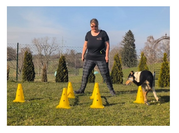 Hund balanciert auf Cavaletti Stangen