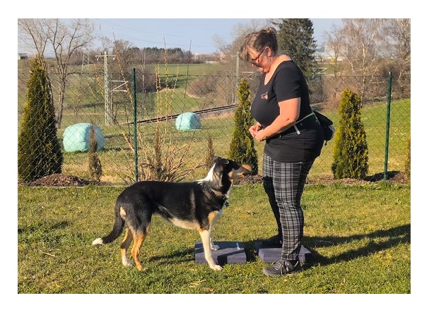Stepper-Training Hund Fitness