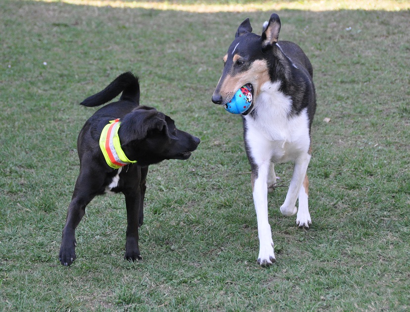 Hunde toben im eingezäunten Auslauf