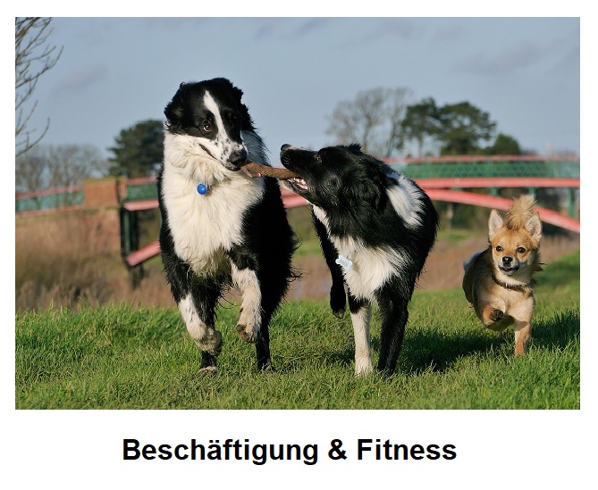 Beschäftigung & Fitness Kurse