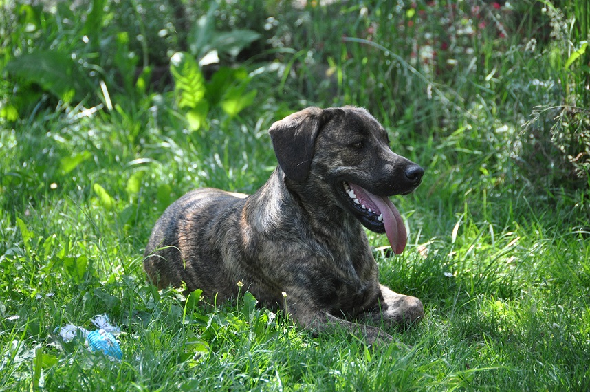 Maya Labrador