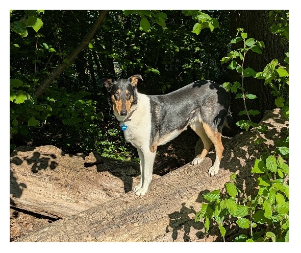Gypsy Kurzhaar-Collie